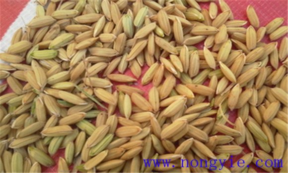 購(gòu)買水稻種子需注意什么問(wèn)題
