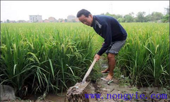 加強水漿管理，確保形成合理的群體