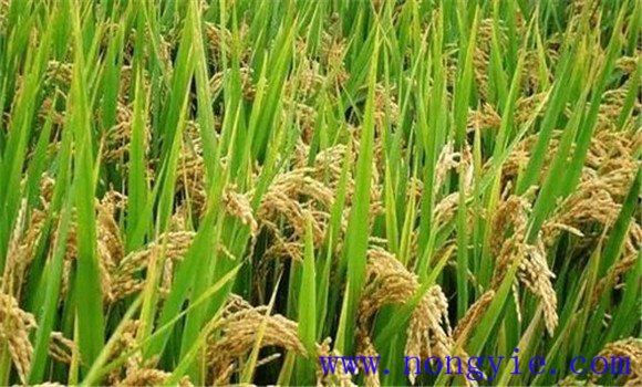 及早追施肥料，確保后期不脫肥