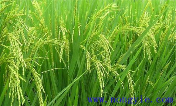 水稻穎殼張開、不灌漿與土壤有關(guān)