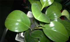 防輻射植物哪種最好？介紹幾種防輻射植物盆栽