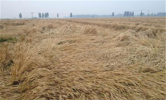 小麥倒伏如何收割？