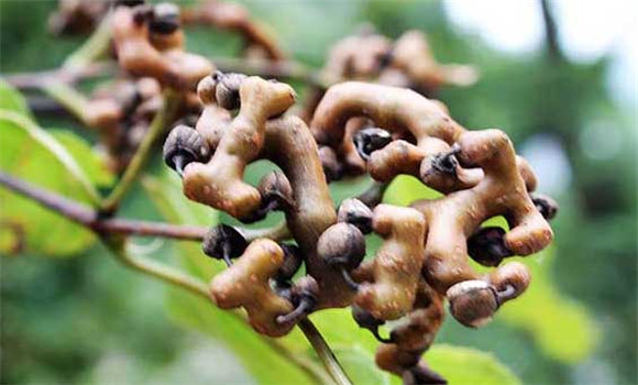 雞爪梨是什么東西？