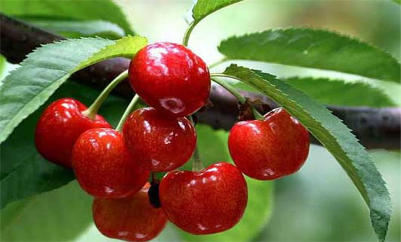 盆栽大櫻桃怎么養(yǎng)？