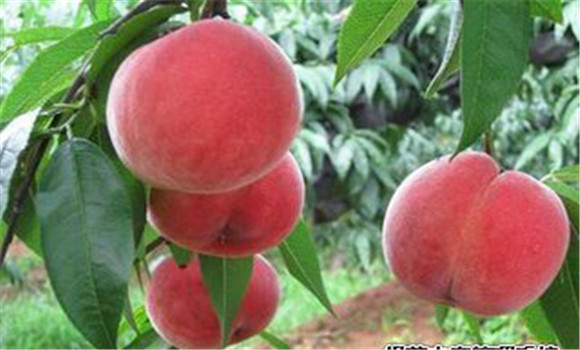 桃樹種植的方法，桃樹種植新技術(shù)介紹
