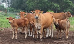 ?？谔阋甙Y狀及治療方法 如何治療牛口蹄疫