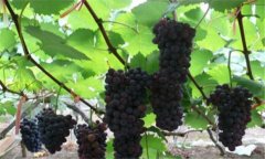 夏黑葡萄高產(chǎn)種植，夏黑葡萄如何種植能高產(chǎn)