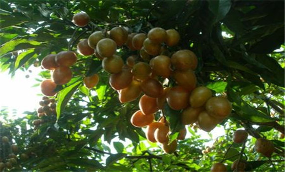 黃皮主要病蟲害怎么防治?