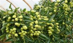 冬棗高效栽培技術(shù) 冬棗設(shè)施栽培方法