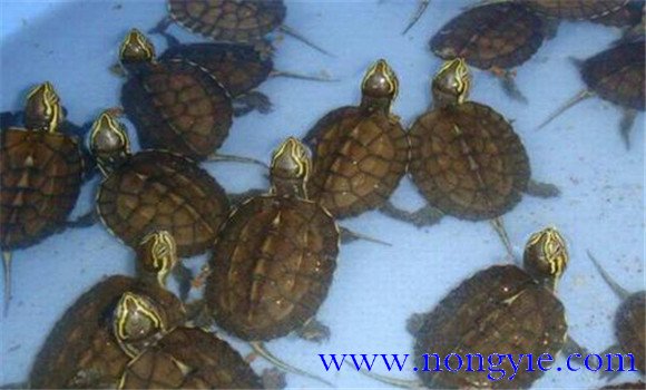 稚龜的飼養(yǎng)管理