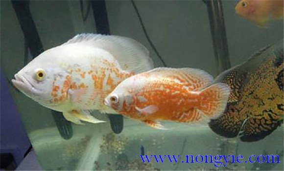 如何讓繁殖地圖魚，地圖魚的繁殖方法