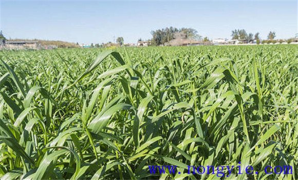 燕麥種植時(shí)間，燕麥?zhǔn)裁磿r(shí)間種植