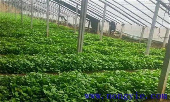 甘薯育苗栽培技術(shù)要點