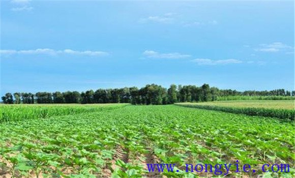 綠豆要及早播種、定苗