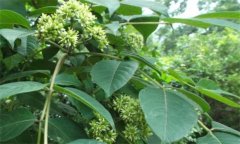 吳茱萸的功效是什么？