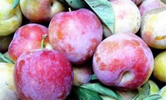 李子什么時候成熟，李子如何保鮮貯藏？