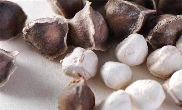 辣木種子怎么種?