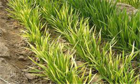 小麥黃、弱、死苗誘因及應(yīng)對(duì)措施