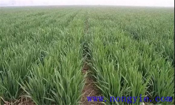 小麥旺長的標(biāo)準