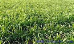 小麥冬前旺長的危害，需要采取哪些措施控制