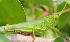 蝗蟲是益蟲還是害蟲，蝗蟲有哪些危害？