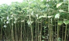 苧麻缺肥有何癥狀,如何施肥