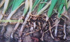 大蒜細(xì)菌性軟腐病的癥狀有哪些 怎樣防治?