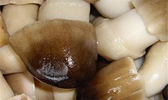 草菇的營養(yǎng)價值及經(jīng)濟價值如何？