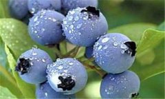 藍(lán)莓種植:藍(lán)莓高效種植技術(shù)介紹