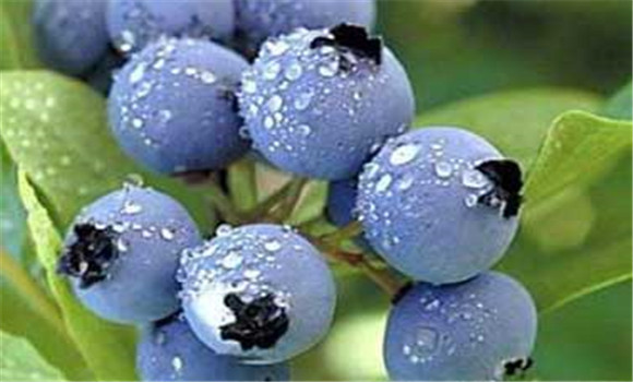 藍(lán)莓種植:藍(lán)莓高效種植技術(shù)介紹