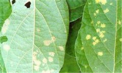 大豆霜霉病癥狀有哪些 大豆霜霉病的防治辦法