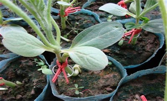 西瓜嫁接栽培技術(shù)，如何防治西瓜枯萎病