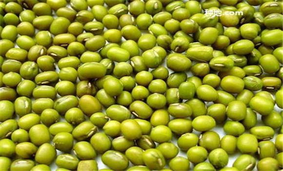 綠豆怎么防蟲蛀