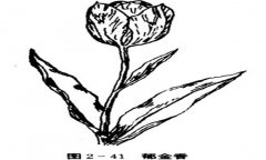 郁金香如何養(yǎng)殖，郁金香的養(yǎng)殖方法