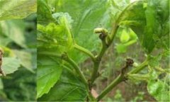 桑樹(shù)蟲(chóng)害有哪些 桑樹(shù)蟲(chóng)害用什么藥、怎么防治