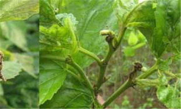 桑樹蟲害用什么藥、怎么防治