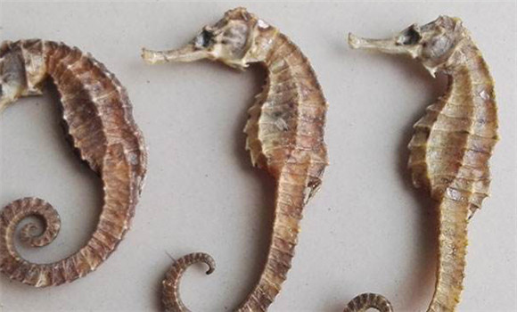 海龍的功效與作用