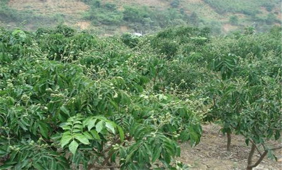 種植黃皮怎么管理？