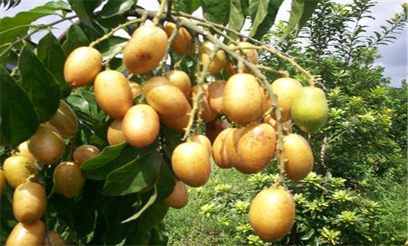 雞心黃皮如何種植?