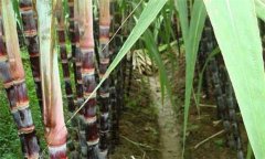 甘蔗什么時候成熟 甘蔗的產(chǎn)地在哪里?