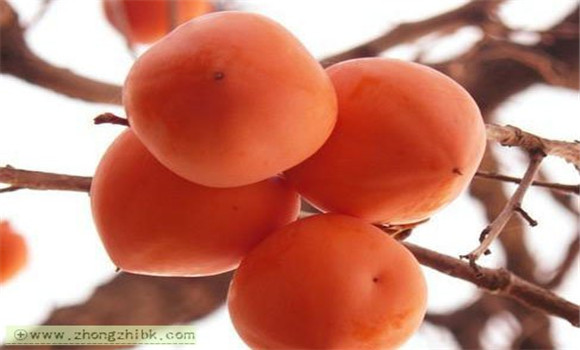 柿子的功效與作用有哪些？