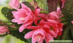 怎樣使令箭荷花開花多?