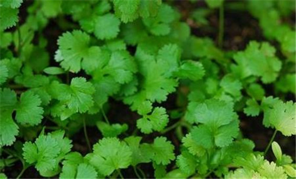 香菜常見病害有哪些，如何防治