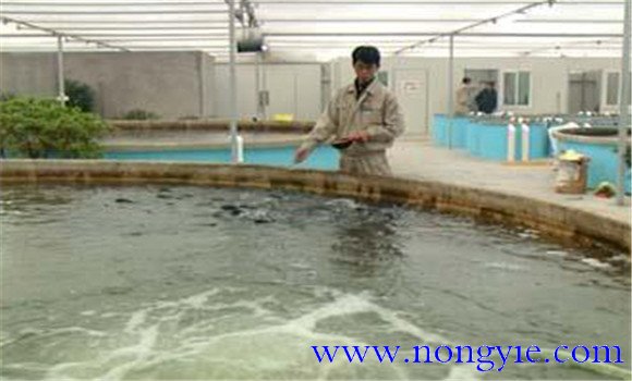 越冬池的水質管理要點