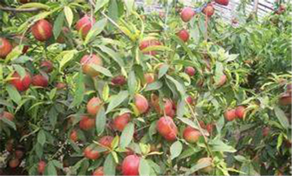 大棚種植桃樹怎么管理？