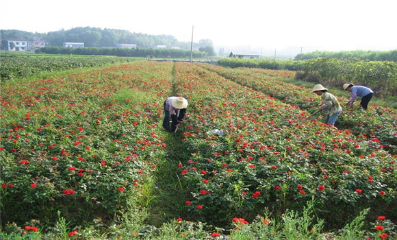 月季花的扦插，月季花的冬季扦插技術(shù)