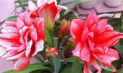 盆栽朱頂紅怎么養(yǎng)？