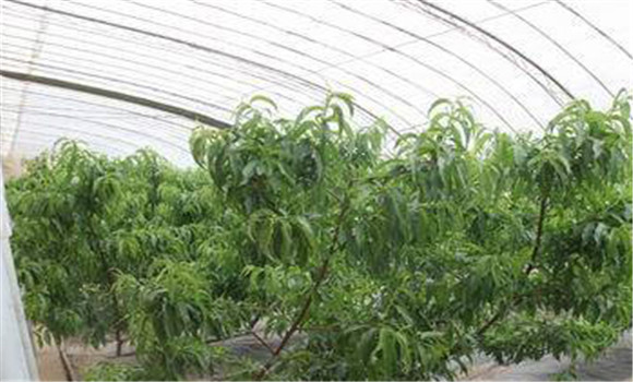 桃樹(shù)采收后應(yīng)該如何管理？