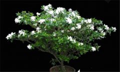 盆栽梔子花的養(yǎng)殖方法，梔子花的養(yǎng)殖方法要點