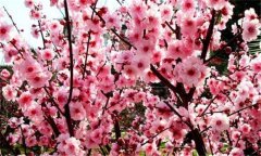 梅花扦插技術(shù),梅花扦插繁殖方法